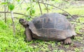 Galapagos Giant Tortoise eating Grass, Ecuador Royalty Free Stock Photo