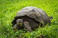 Galapagos giant tortoise eating grass in field Royalty Free Stock Photo