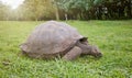 Galapagos giant tortoise eating grass, selective focus, Galapagos Islands, Ecuador Royalty Free Stock Photo