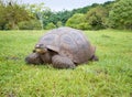 Galapagos giant tortoise eating grass, selective focus, Galapagos Islands, Ecuador Royalty Free Stock Photo