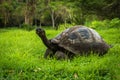 Galapagos giant tortoise eating grass in woods Royalty Free Stock Photo