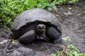 Galapagos Giant Tortoise