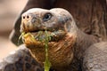 Galapagos giant tortoise eats messily Royalty Free Stock Photo