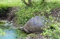 Galapagos giant tortoise