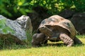 Galapagos giant tortoise (Geochelone elephantopus) Royalty Free Stock Photo