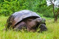 Galapagos giant tortoise on Santa Cruz Island in Galapagos National Park, Ecuador Royalty Free Stock Photo