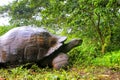 Galapagos giant tortoise on Santa Cruz Island in Galapagos National Park, Ecuador Royalty Free Stock Photo