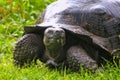 Galapagos giant tortoise on Santa Cruz Island in Galapagos National Park, Ecuador Royalty Free Stock Photo