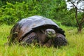 Galapagos giant tortoise on Santa Cruz Island in Galapagos National Park, Ecuador Royalty Free Stock Photo