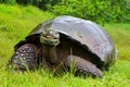 Galapagos giant tortoise on Santa Cruz Island in Galapagos National Park, Ecuador Royalty Free Stock Photo