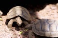 Galapagos Giant Tortoise Juveniles 833450