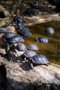 Galapagos Giant Tortoise Juveniles 833443