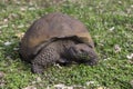 Galapagos giant tortoise with muddy domed shell seen crawling with mouth full of vegetation Royalty Free Stock Photo