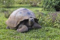 Galapagos giant tortoise with muddy domed shell seen staring while grazing in vegetation Royalty Free Stock Photo