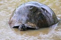 Galapagos giant tortoise in a pond on Santa Cruz Island in Galapagos National Park, Ecuador. Royalty Free Stock Photo