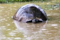 Galapagos giant tortoise in a pond on Santa Cruz Island in Galapagos National Park, Ecuador. Royalty Free Stock Photo