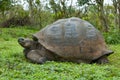 Galapagos giant tortoise