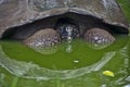 Galapagos Giant Tortoise resting in pea green muddy pool, El Chato, Santa Cruz Island