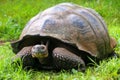 Galapagos giant tortoise on Santa Cruz Island in Galapagos National Park, Ecuador Royalty Free Stock Photo