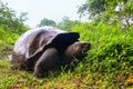 Galapagos giant tortoise on Santa Cruz Island in Galapagos National Park, Ecuador Royalty Free Stock Photo