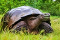 Galapagos giant tortoise on Santa Cruz Island in Galapagos National Park, Ecuador Royalty Free Stock Photo