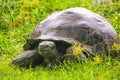 Galapagos giant tortoise on Santa Cruz Island in Galapagos National Park, Ecuador Royalty Free Stock Photo