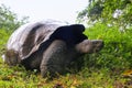 Galapagos giant tortoise on Santa Cruz Island in Galapagos National Park, Ecuador Royalty Free Stock Photo