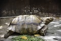 The Galapagos giant tortoise is seen in Suan Phueng District Zoo