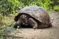 Galapagos giant tortoise walking down gravel path Royalty Free Stock Photo