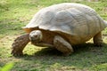 galapagos giant tortoise is walking on the grassland. photo took in zhuhai chimelong park, China.