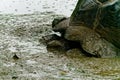 A Galapagos giant tortoise wallowing in a muddy pond