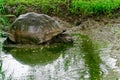 A Galapagos giant tortoise wallowing in a muddy pond Royalty Free Stock Photo