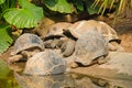 Galapagos Giant Tortoises Royalty Free Stock Photo