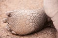 Galapagos giant tortoises foot