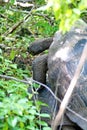 Galapagos giant tortoises mating Royalty Free Stock Photo