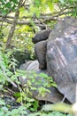 Galapagos giant tortoises mating Royalty Free Stock Photo