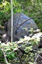 Galapagos giant tortoises mating Royalty Free Stock Photo