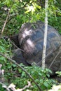 Galapagos giant tortoises mating