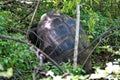 Galapagos giant tortoises mating Royalty Free Stock Photo