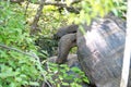Galapagos giant tortoises mating Royalty Free Stock Photo