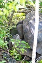 Galapagos giant tortoises mating Royalty Free Stock Photo