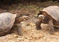 Galapagos Giant Tortoises Royalty Free Stock Photo