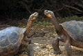 Galapagos Giant Tortoises Royalty Free Stock Photo