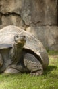 Galapagos Giant Turtle