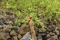 Galapagos Giant Turtle, Ecuador Royalty Free Stock Photo