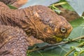 Galapagos Giant Turtle Head Royalty Free Stock Photo