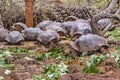 Galapagos Giant Turtles, Ecuador Royalty Free Stock Photo