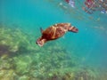 Galapagos green sea turtle diving Royalty Free Stock Photo