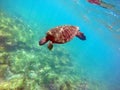 Galapagos green sea turtle diving Royalty Free Stock Photo