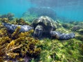 Galapagos green sea turtle eating seaweed
